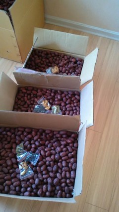 自家產新疆大棗，天然小棗，批發零售，品質之選