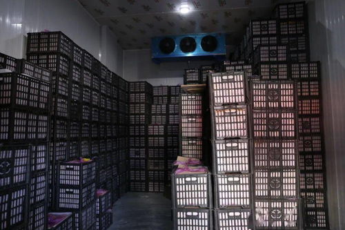 春節期間華南農產品批發市場銷售創佳績，批發兼零售模式顯成效